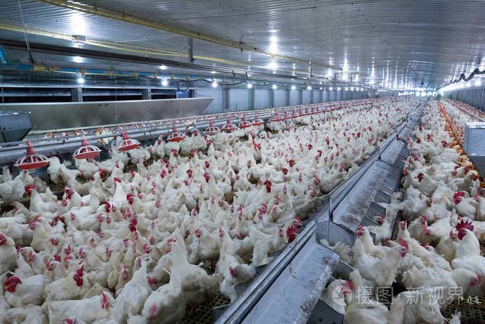 家禽养殖场和鸡肉以养殖肉白鸡为目的的养殖住宅活鸡肉和鸡蛋生产在一