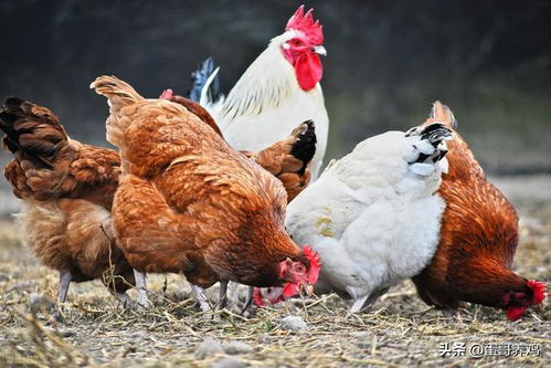 老兽医 冬季家禽必备的十个中药方,建议养鸡人收藏好了