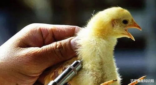 德国是怎么养殖鸡的 从选蛋孵化养殖加工,全程自动机械化